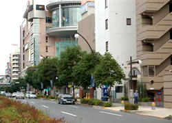 写真：川崎街道の街路樹の様子