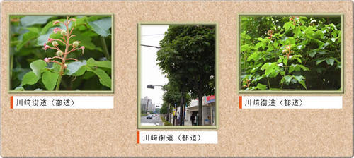 写真：川崎街道のベニバナトチノキ並木のコラージュ画像