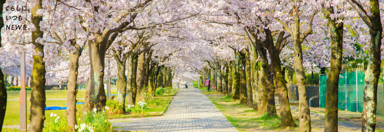 宝野公園の桜の画像