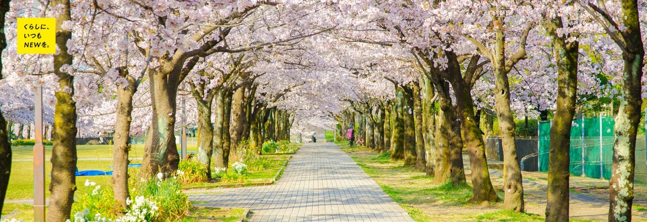 宝野公園桜の写真