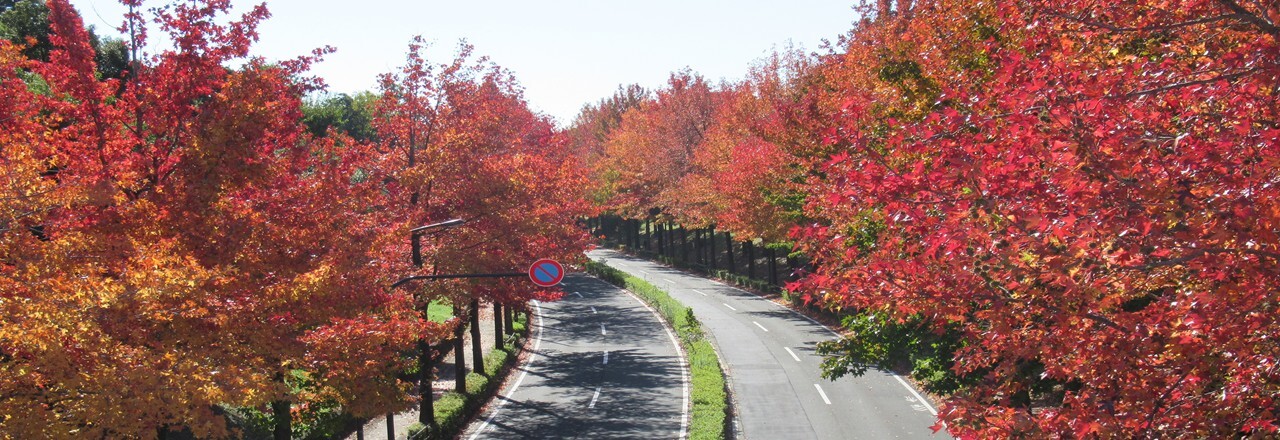 写真：紅葉の画像