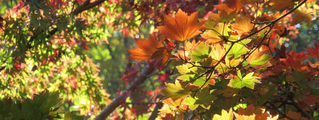 写真：紅葉の秋らしい画像
