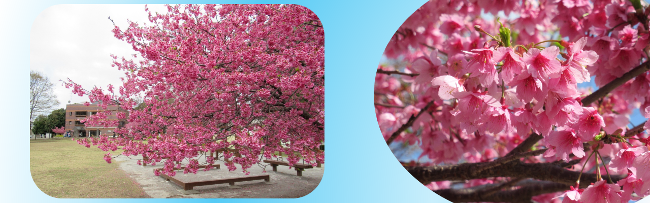 桜の写真