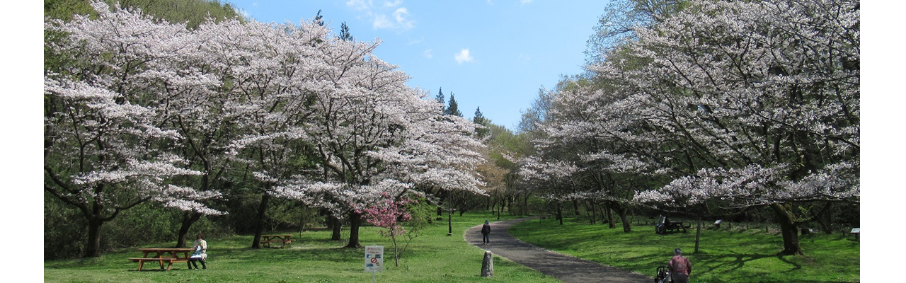桜の写真