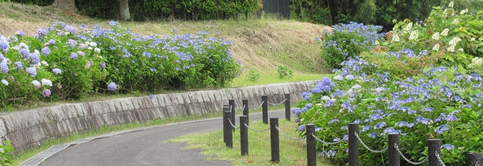 紫陽花の写真（1）