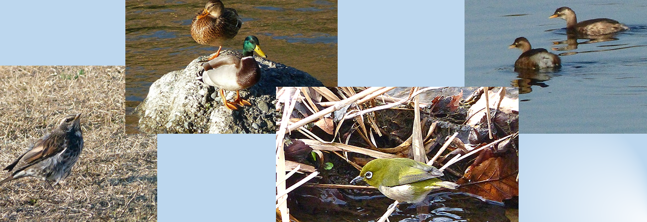 写真：冬を連想する野鳥の画像