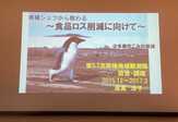 写真：アデリーペンギン