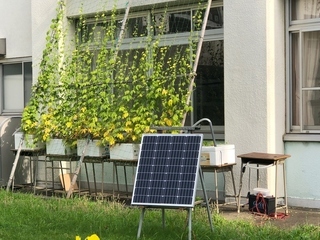 写真：太陽光パネルを利用した水耕栽培のグリーンカーテン