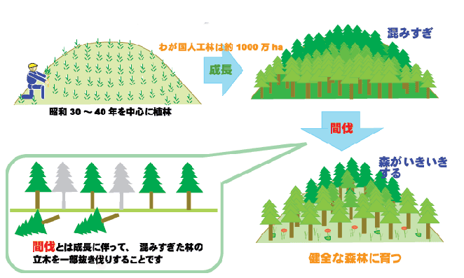 イラスト:間伐図