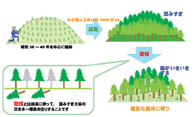 イラスト：間伐図