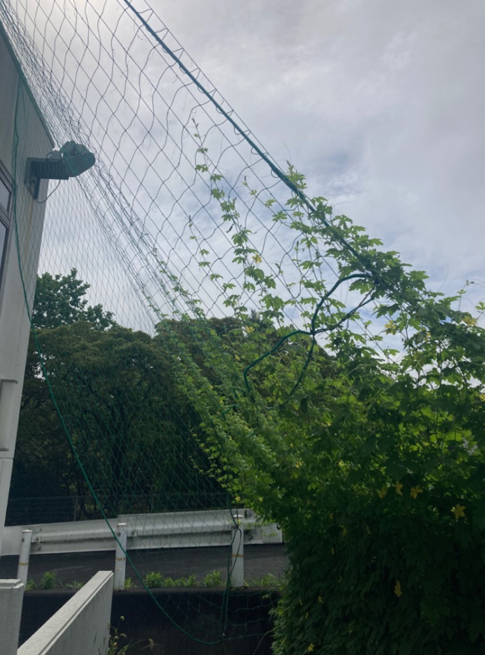 7月14日撮影