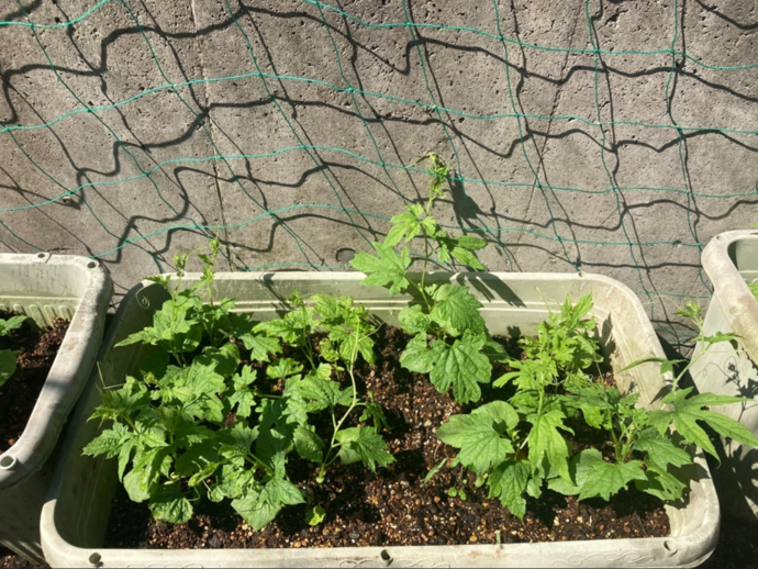 6月17日1枚目