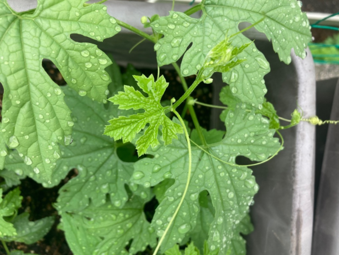 6月23日撮影