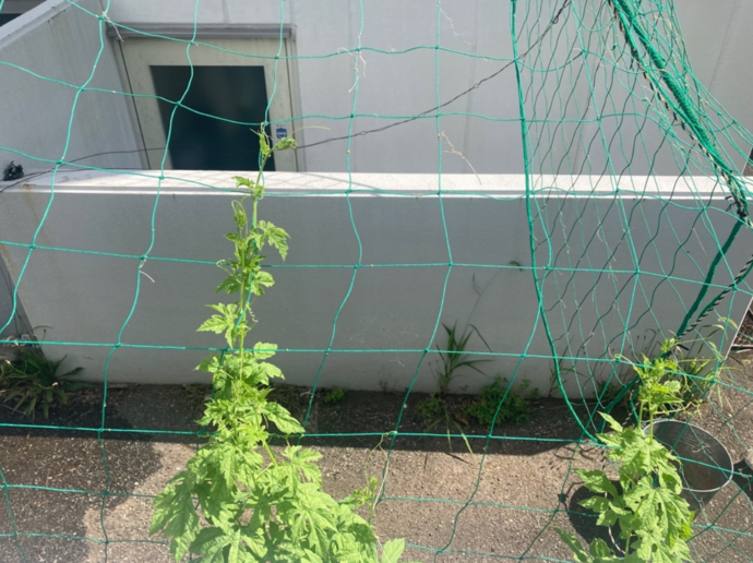 6月23日撮影