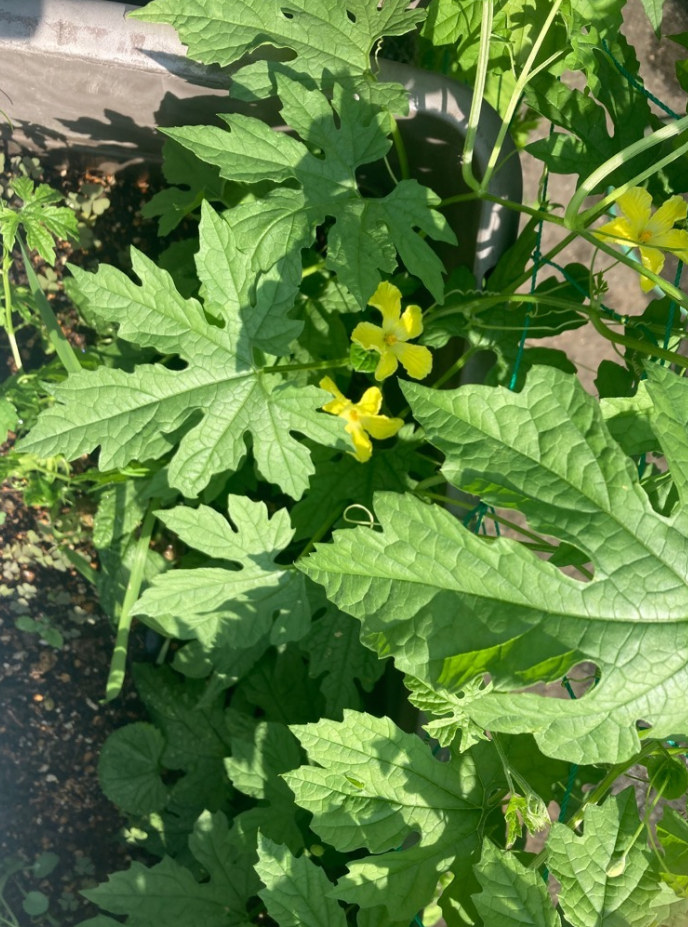 7月1日撮影
