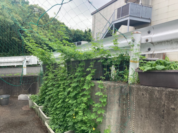 7月1日撮影