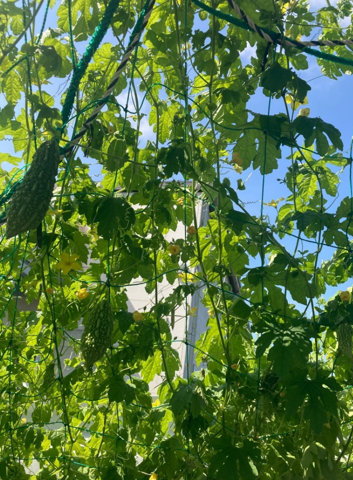 7月22日撮影