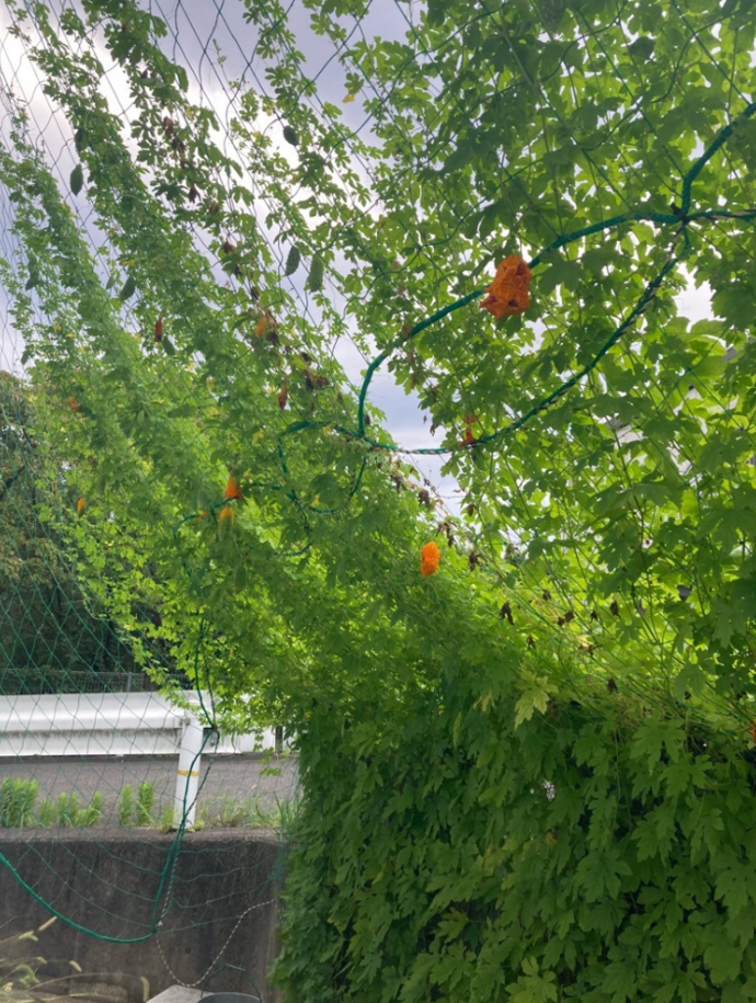 8月12日撮影