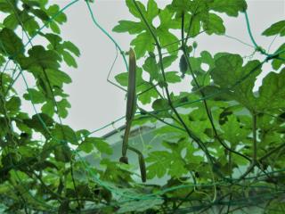 写真：グリーンカーテンのネットにぶら下がるカマキリ