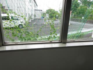写真：東庁舎の窓から見えるグリーンカーテン