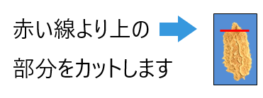 写真：赤い線より上の部分をカットします