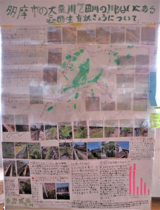写真：多摩市の大栗川、乞田川の川沿いにある桑の生育状況について