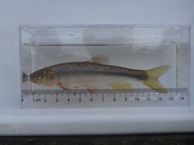 写真:採集した魚
