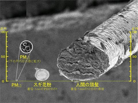写真：PM2．5、スギ花粉、人間の頭髪の大きさ