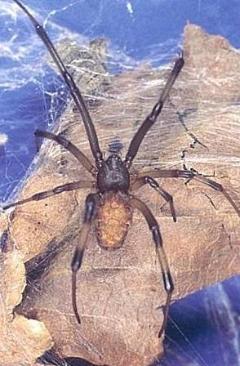 写真：ハイイロゴケグモの背面（メス）