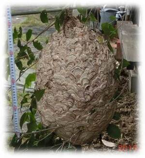 キイロスズメバチの巣の写真（後期）