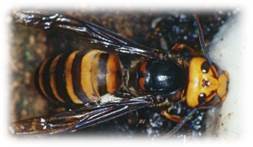 オオスズメバチの写真