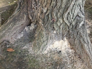 写真：木の根元に木くずが堆積している様子