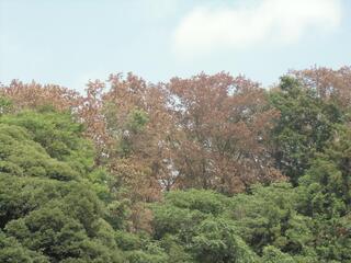 写真:紅葉でない時期に枯れている様子