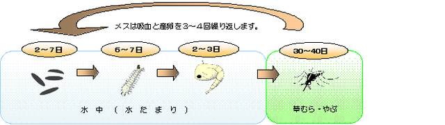 イラスト：ヒトスジシマカの一生