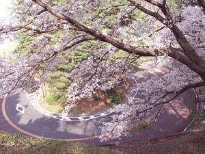 いろは坂桜公園写真1