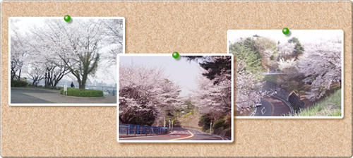 いろは坂桜公園写真2