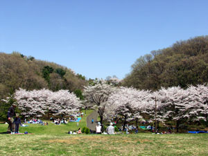 都立桜ヶ丘公園写真1
