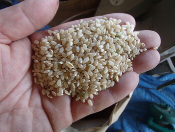 写真：籾摺作業の様子3
