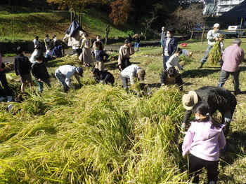 写真:令和3年度 稲刈り2