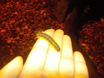 写真:手に乗せたモンクロシャチホコ