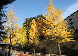 写真：永山いちょう通りの街路樹の様子