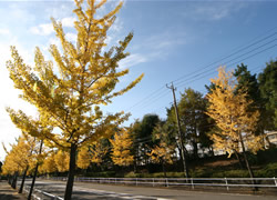 写真：諏訪南通りの街路樹の様子