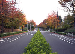 写真：上之根大通りの街路樹の様子