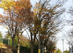 写真：永山けやき坂の街路樹の様子