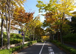 写真：落合けやき通りの街路樹の様子