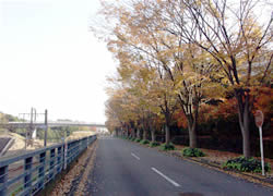 写真：諏訪南通りの街路樹の様子