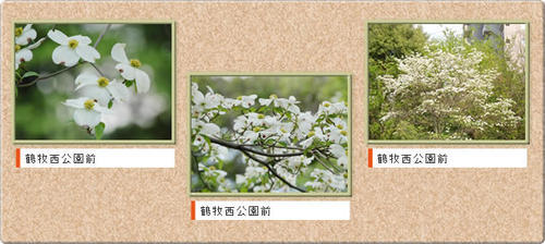写真:鶴牧西公園前のハナミズキ並木のコラージュ画像