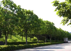 写真：青木葉通りの街路樹の様子