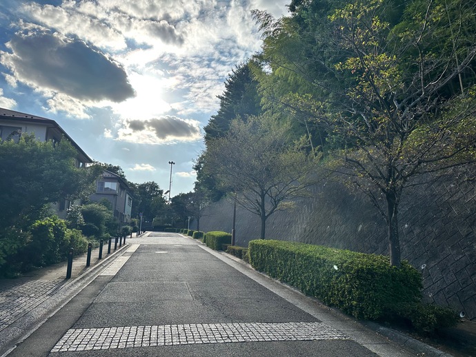 写真：市道6-78号線の街路樹の様子