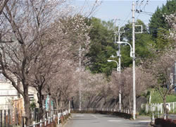 写真：永山さくら通りの街路樹の様子